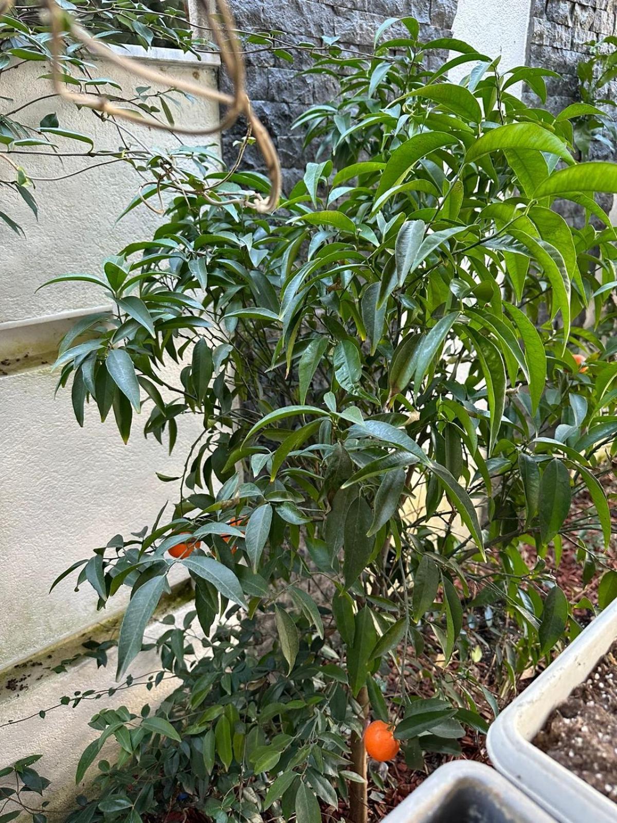 Inside Tirana